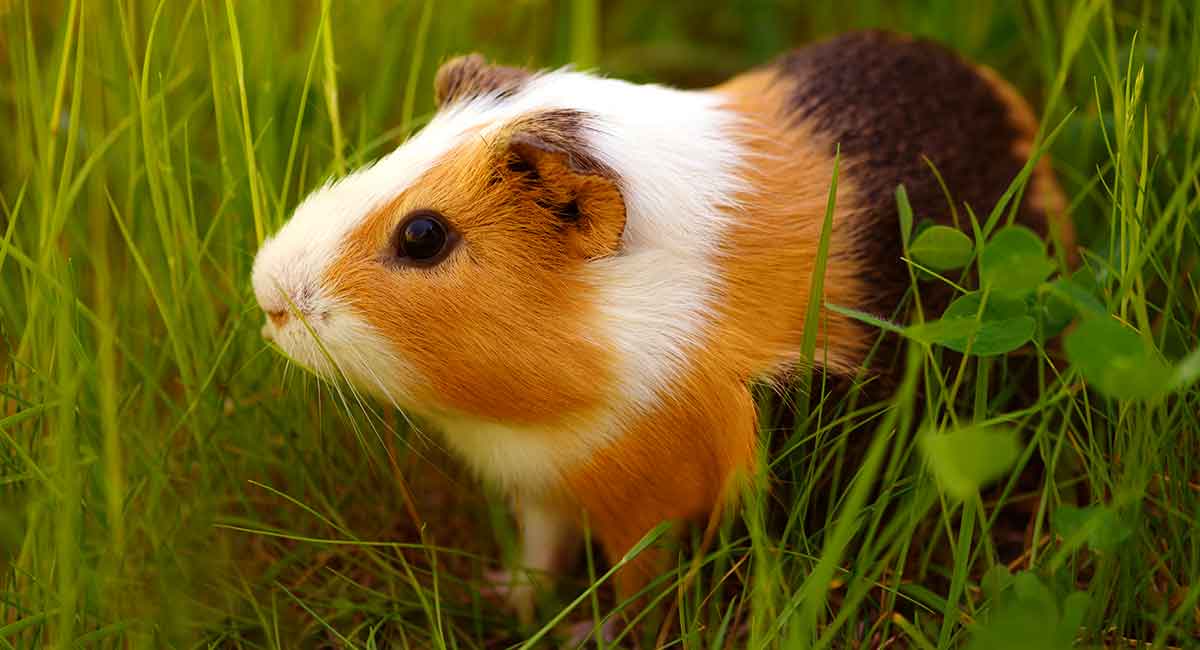 american guinea pig