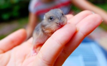 Baby Hamsters – A Guide To Baby Hamster Care And Development baby hamsters