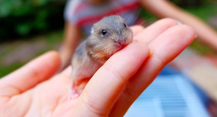 baby hamsters