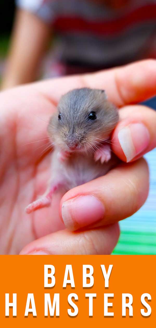 Baby Hamsters A Guide To Baby Hamster Care And Development