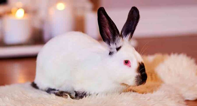 Californian Rabbit Breed - Your Guide To The California White Bunny