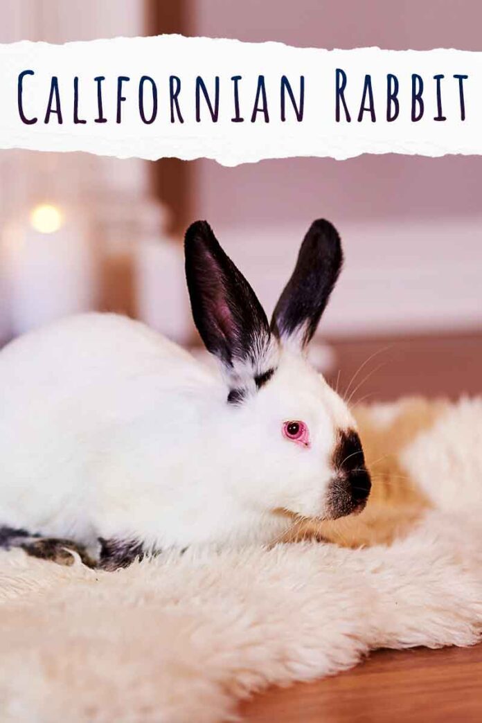 Californian Rabbit Breed Your Guide To The California White Bunny