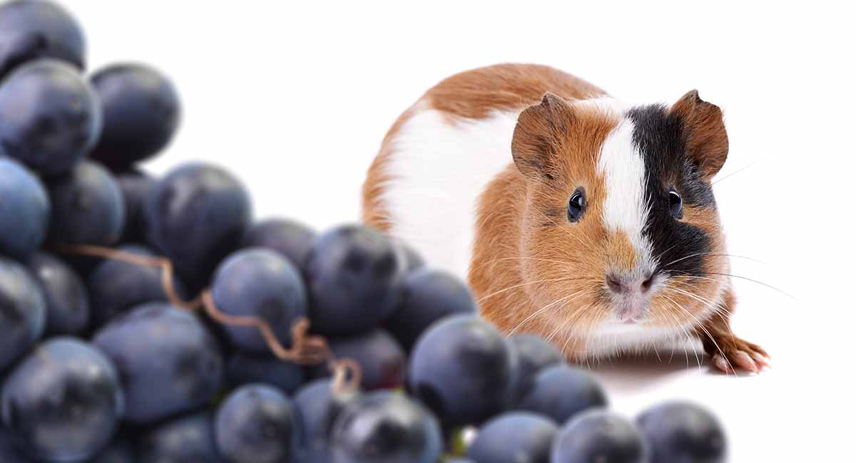 can guinea eat grapes