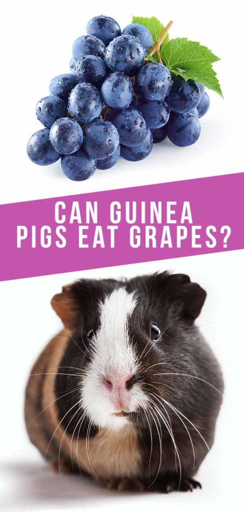 Can Guinea Pigs Eat Grapes - A Guinea Pig Feeding Guide