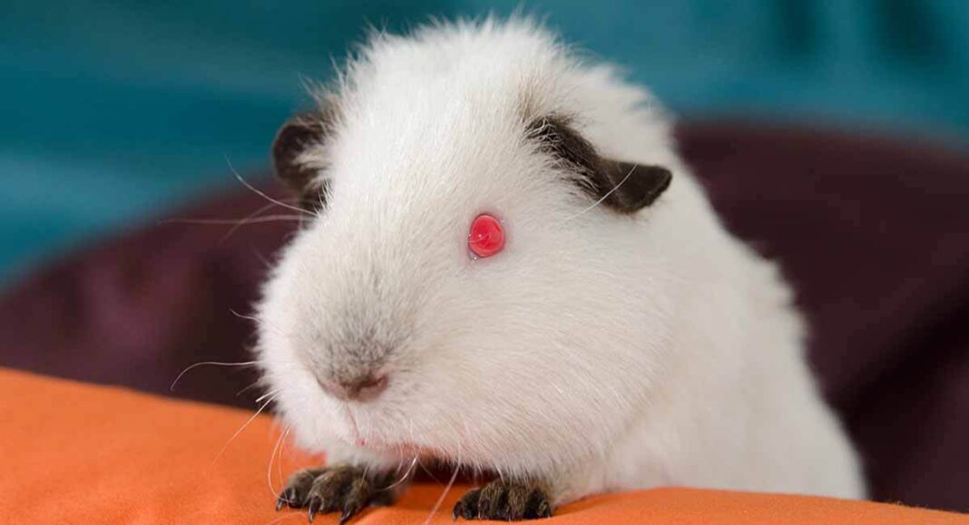 Himalayan Guinea Pig Information A Guide To A Distinctive Breed