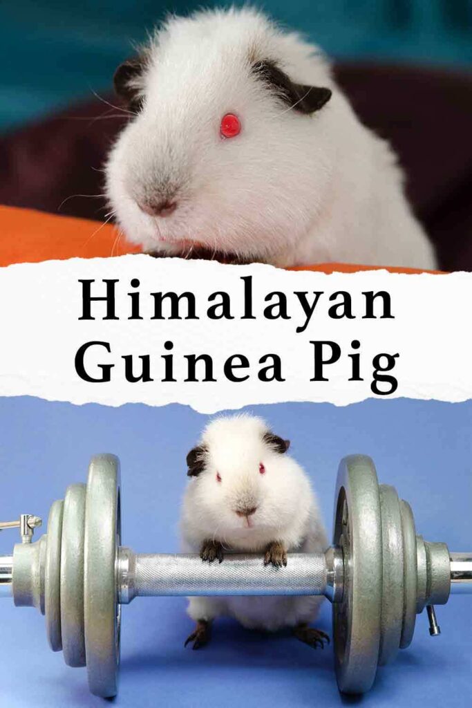 Himalayan Guinea Pig Information A Guide To A Distinctive Breed