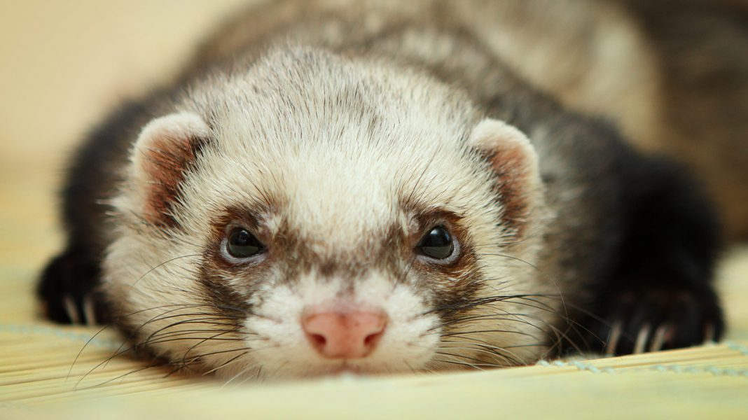 adrenal disease in ferrets