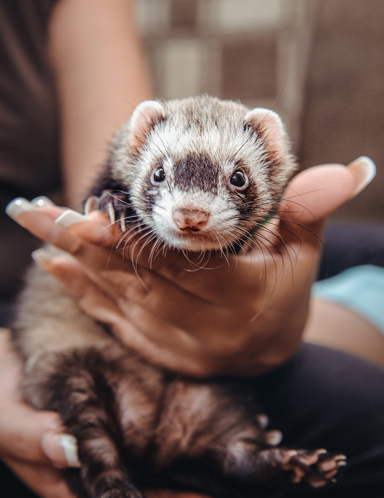 adrenal-disease-in-ferrets