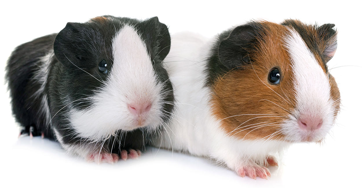 american teddy guinea pig