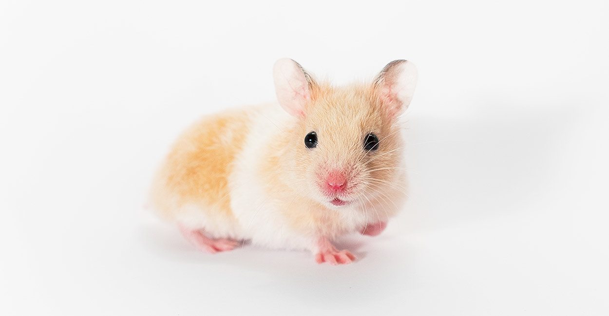  Baby  Hamsters  A Guide To Baby  Hamster  Care And Development