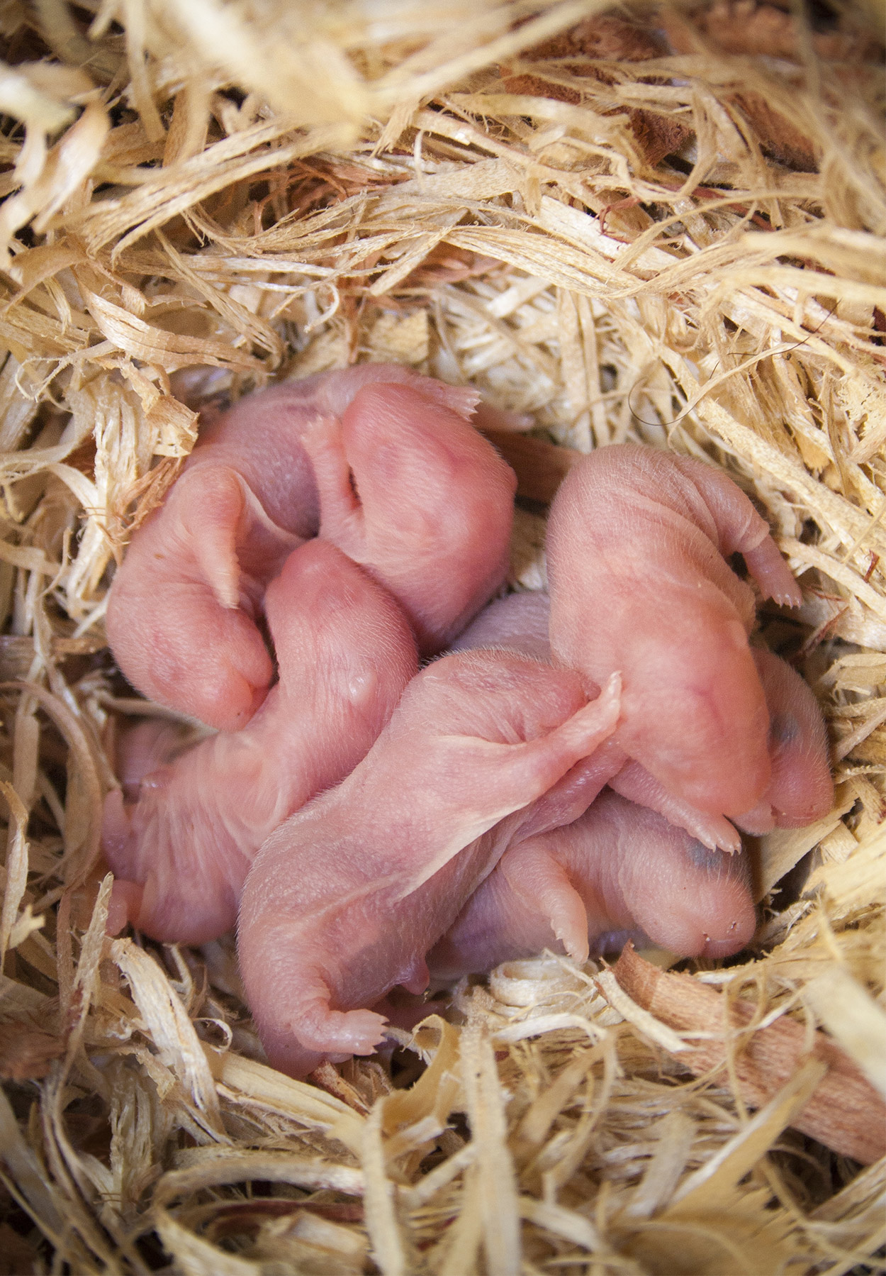 hamster had babies