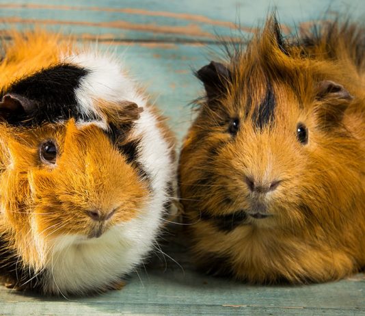 baytril for guinea pigs