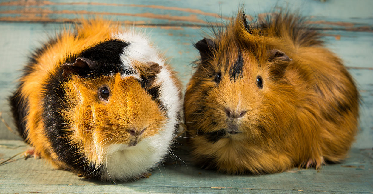 Guinea Pig Urine Chart