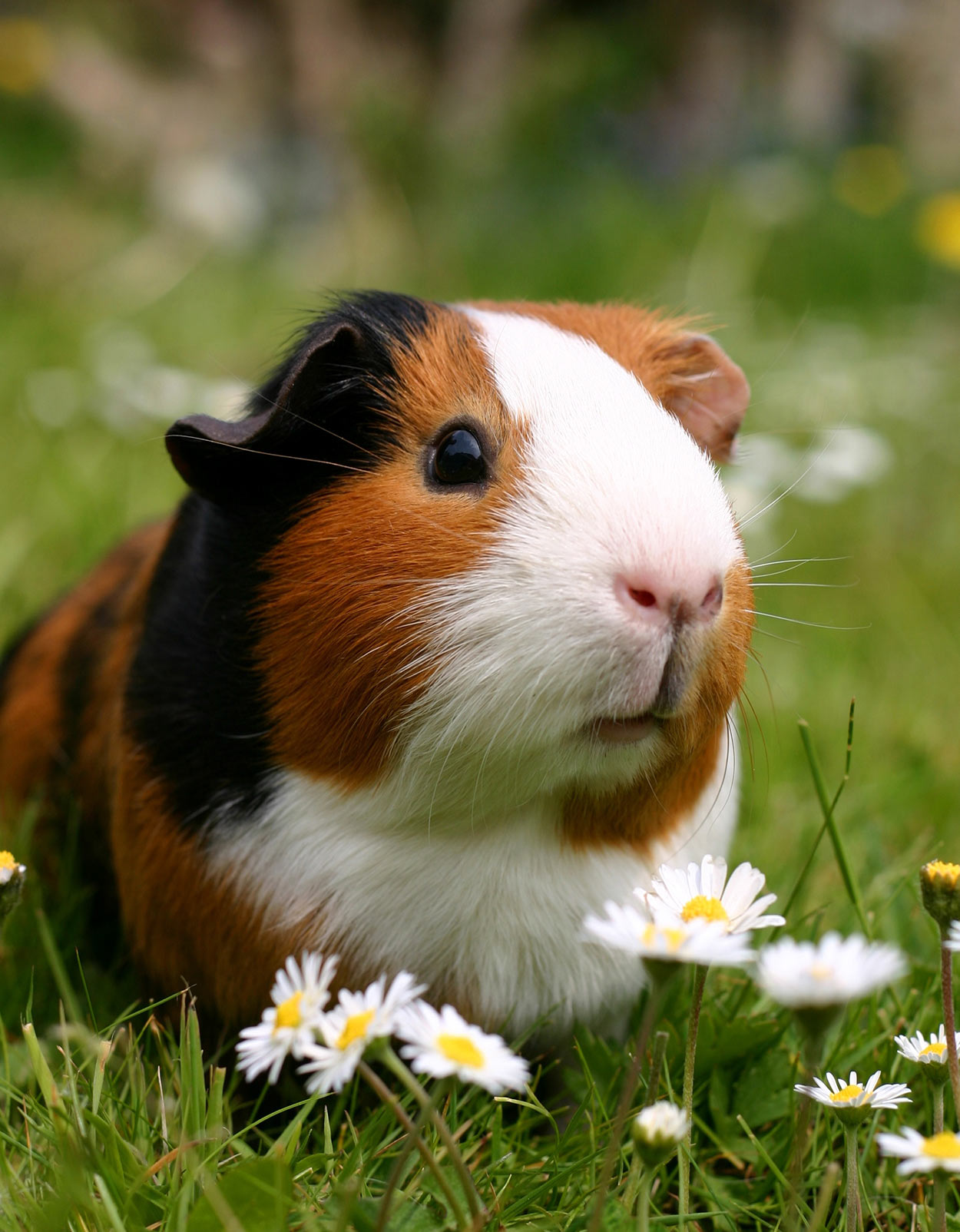 baytril for guinea pigs