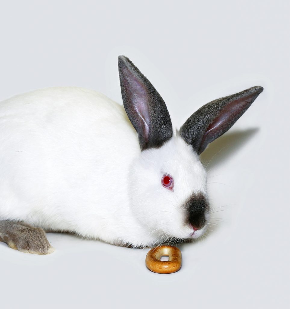 Californian Rabbit Breed Your Guide To The California White Bunny