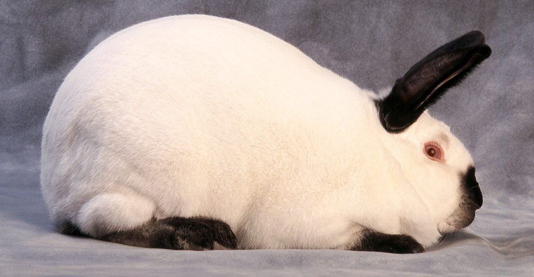Californian Rabbit Breed Your Guide To The California White Bunny