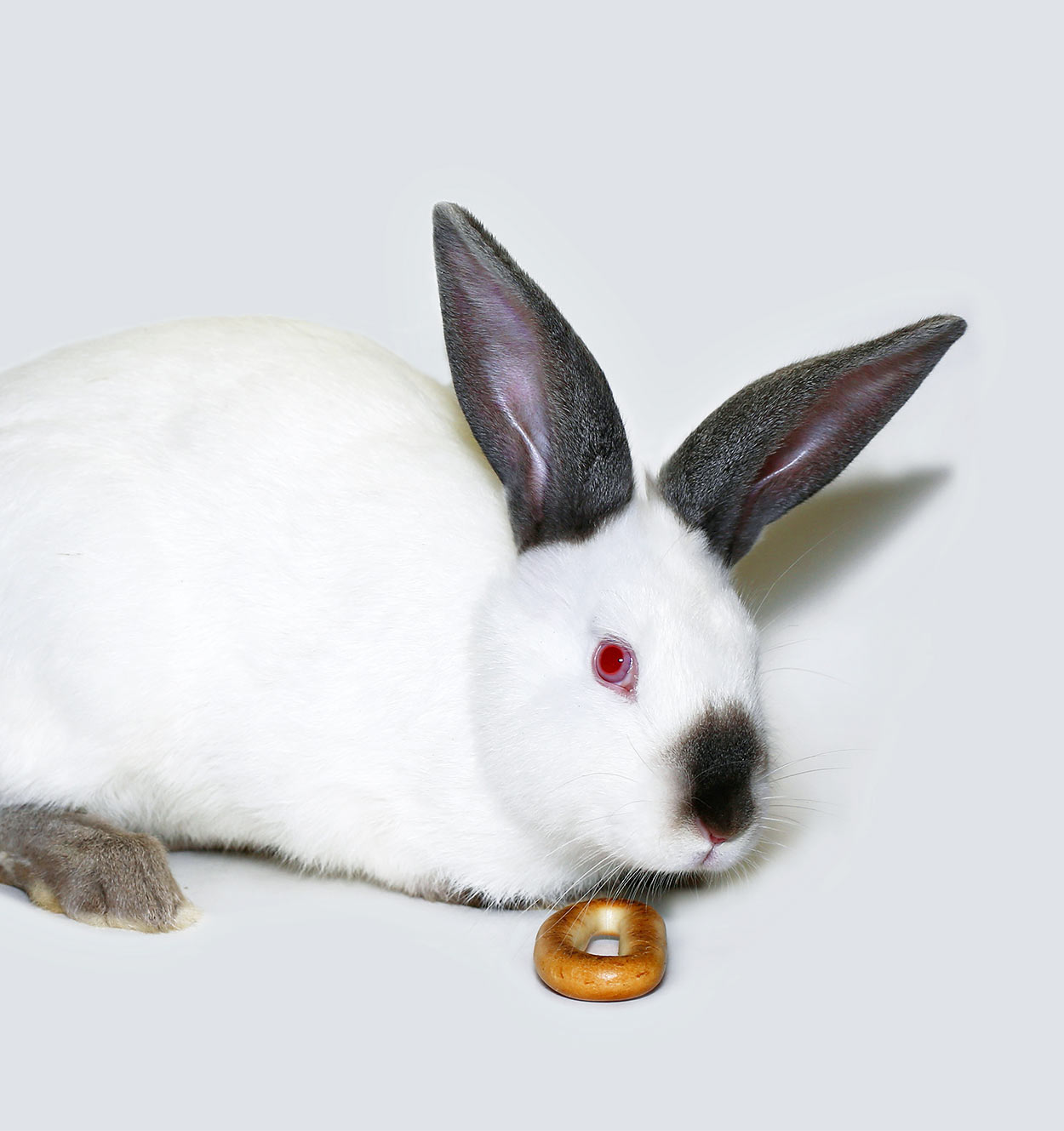 Californian Rabbit Breed Your Guide To The California White Bunny