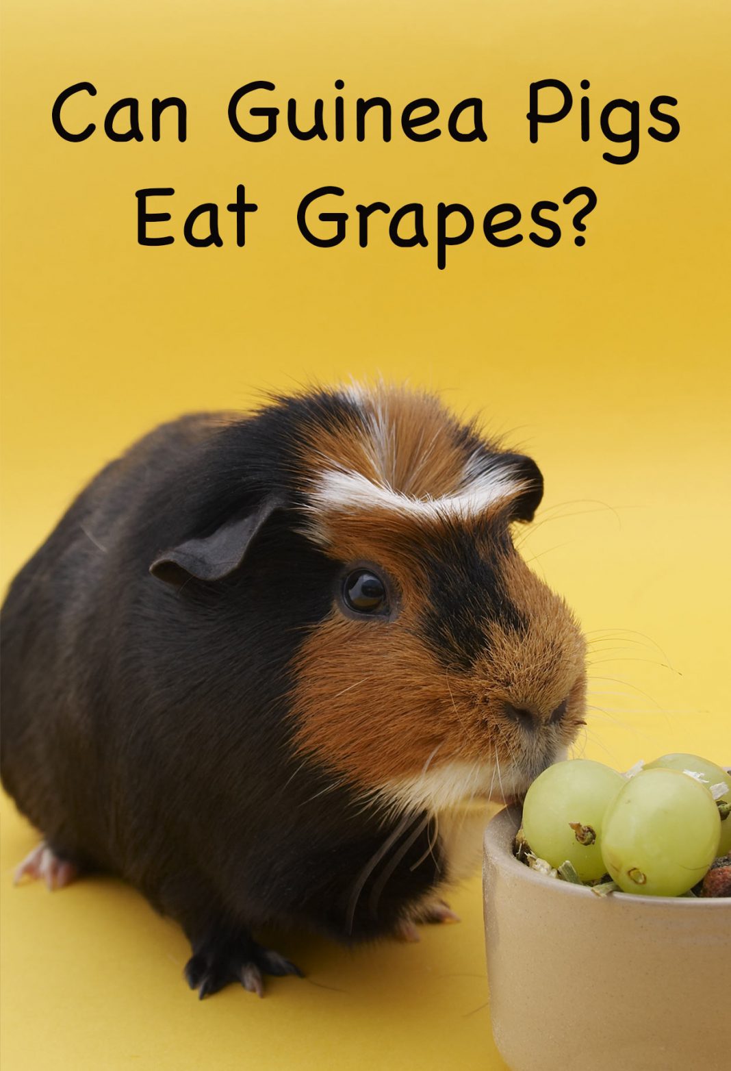 Can Guinea Pigs Eat Grapes - A Guinea Pig Feeding Guide