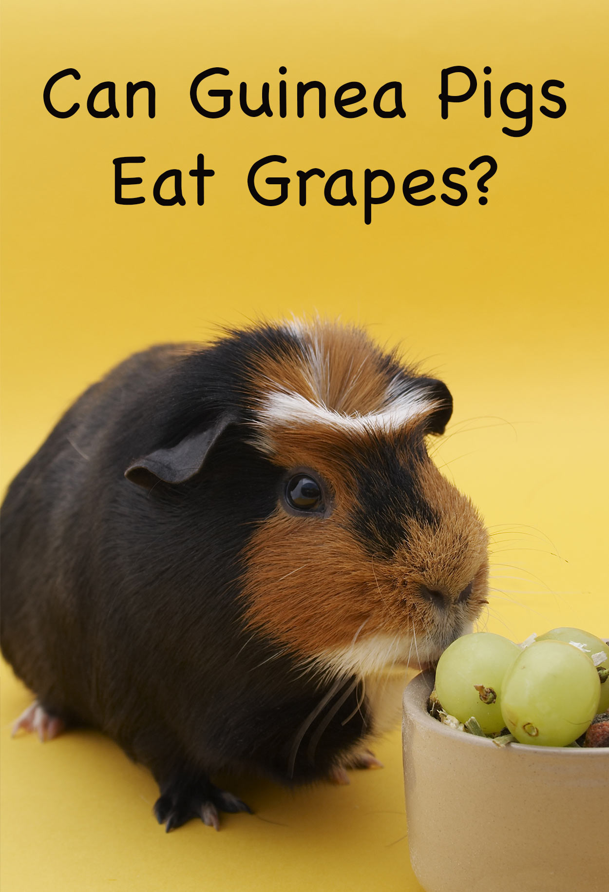 Can guinea hot sale eat grapes