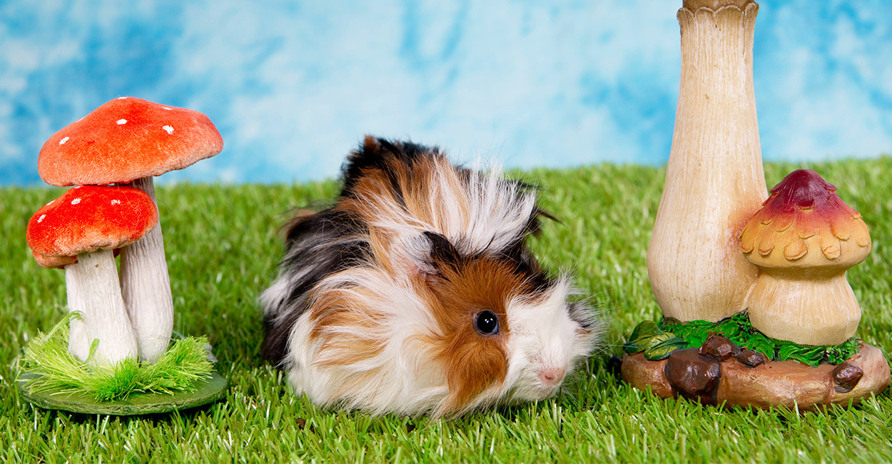 Can Guinea Pigs Eat Mushrooms - A Pet Owners Diet Guide