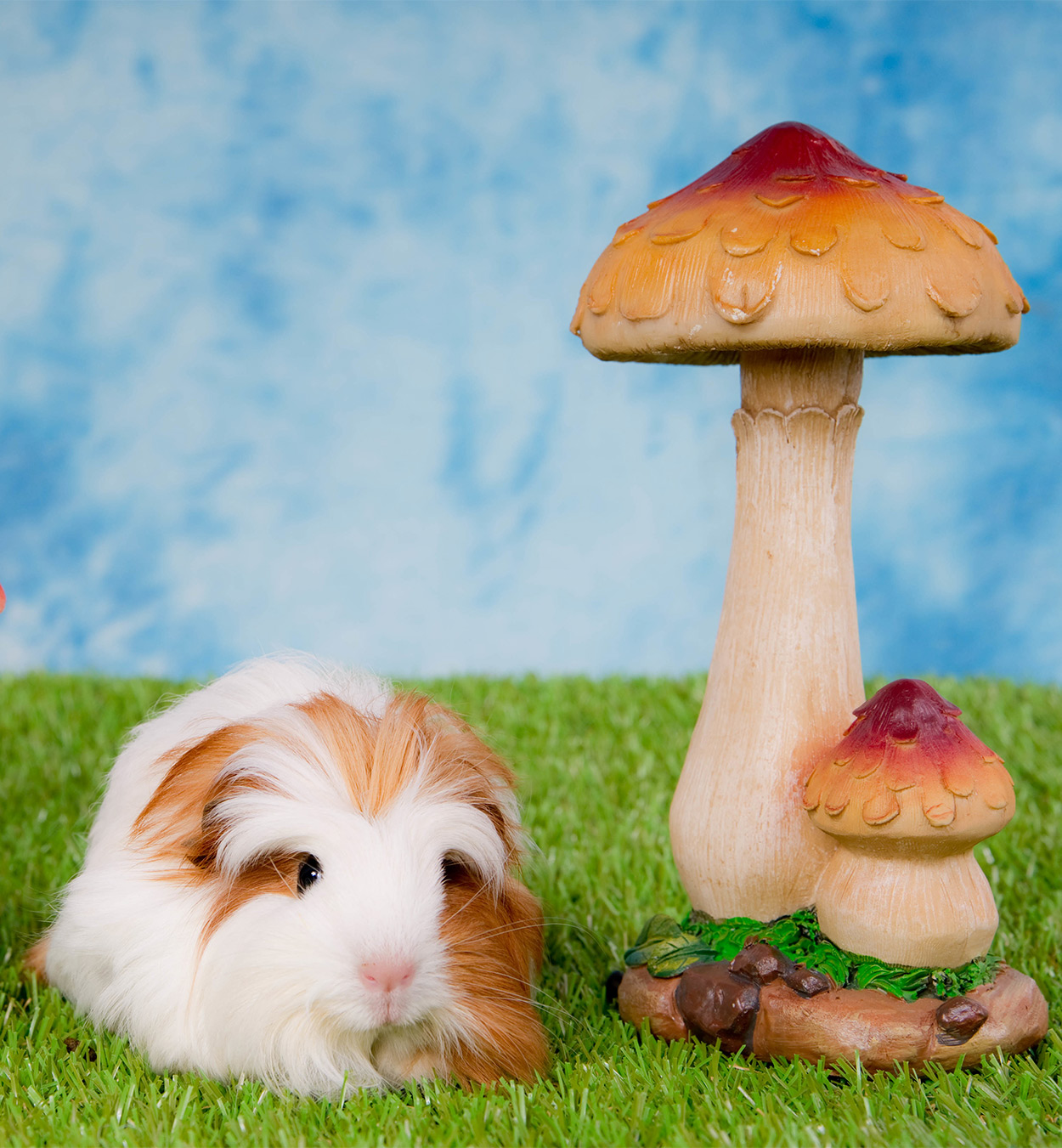 Can Guinea Pigs Eat Mushrooms - A Pet Owners Diet Guide