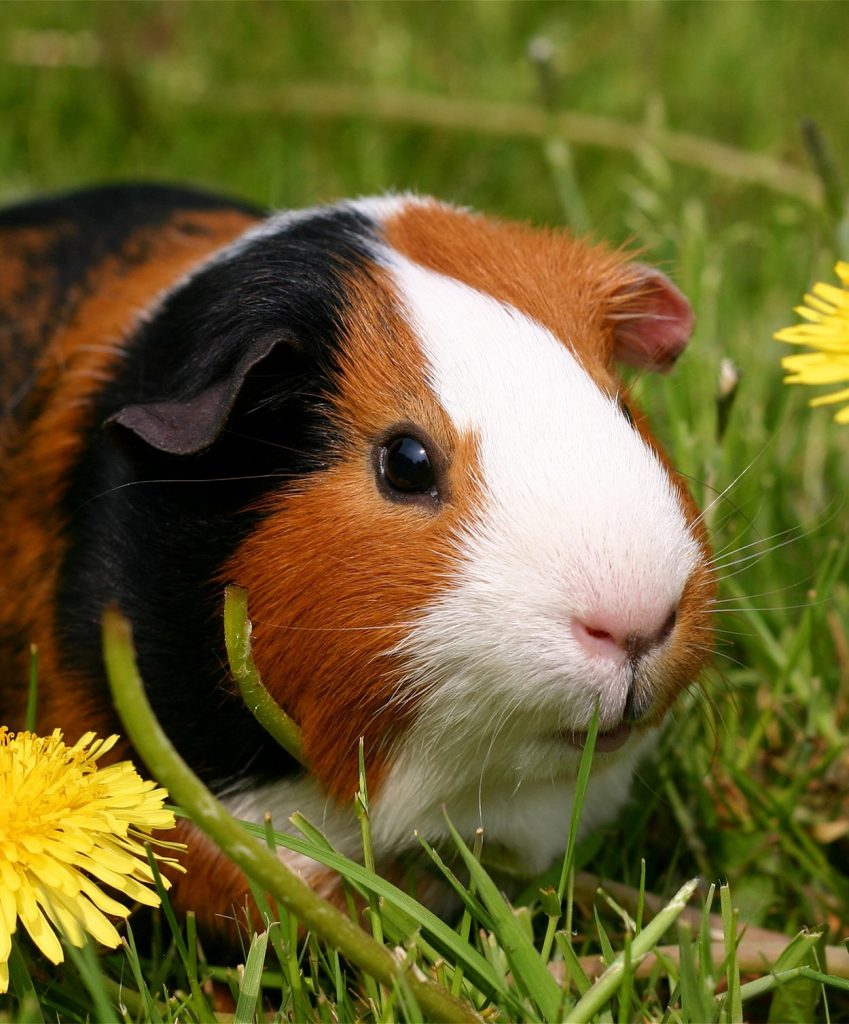 Can Guinea Pigs Eat Plums - Or These Treats Best Avoided?