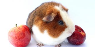 can guinea pigs eat plums