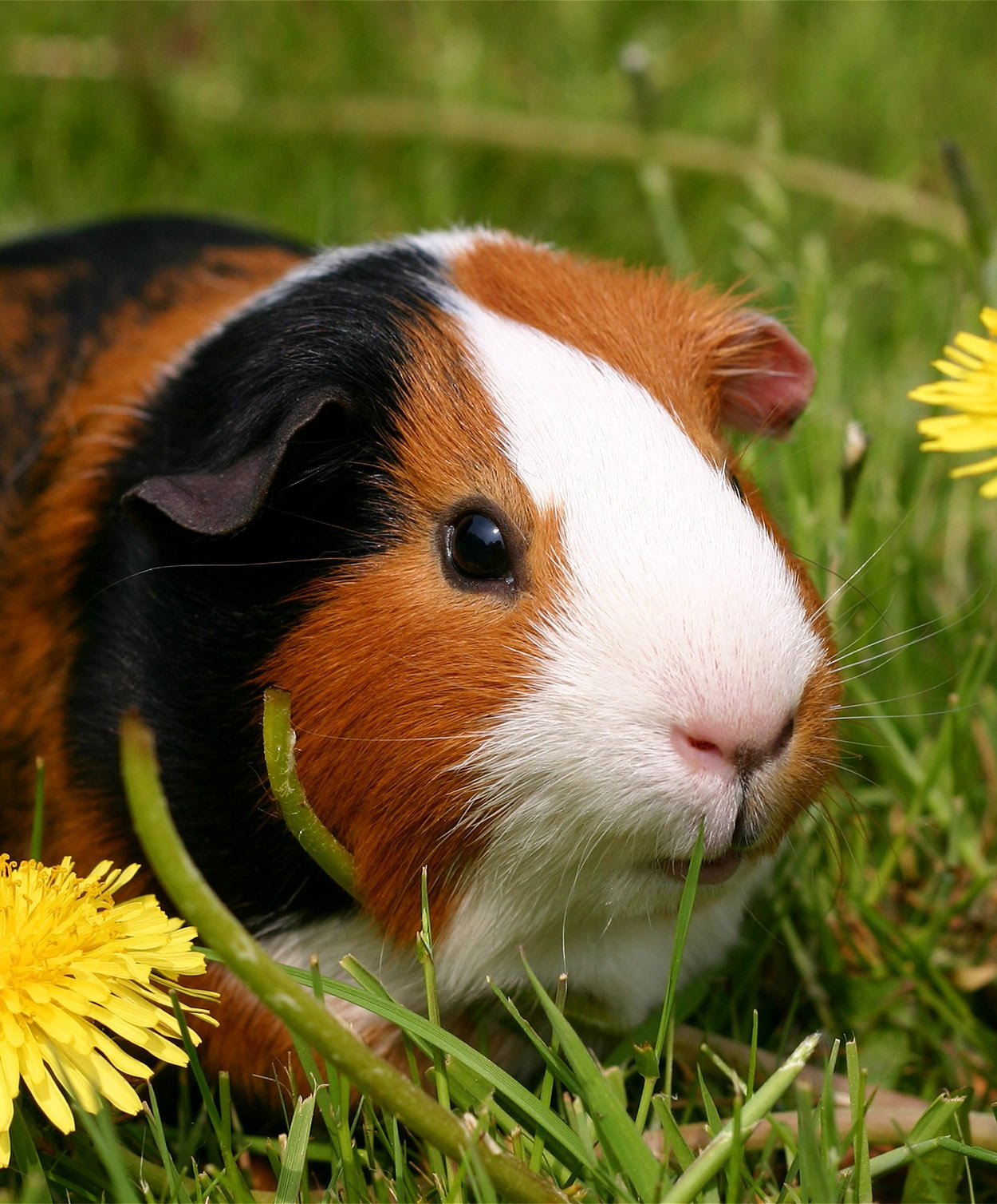 Can guinea hot sale pigs eat plums