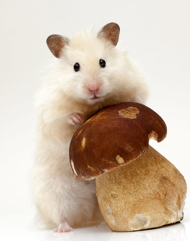 mushroom hamster hide
