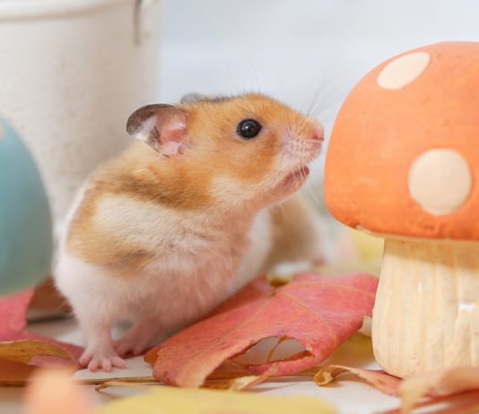 can hamsters eat mushrooms
