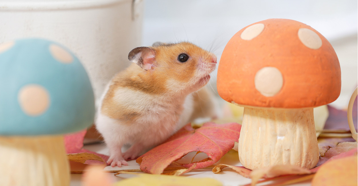 can hamsters eat mushrooms?