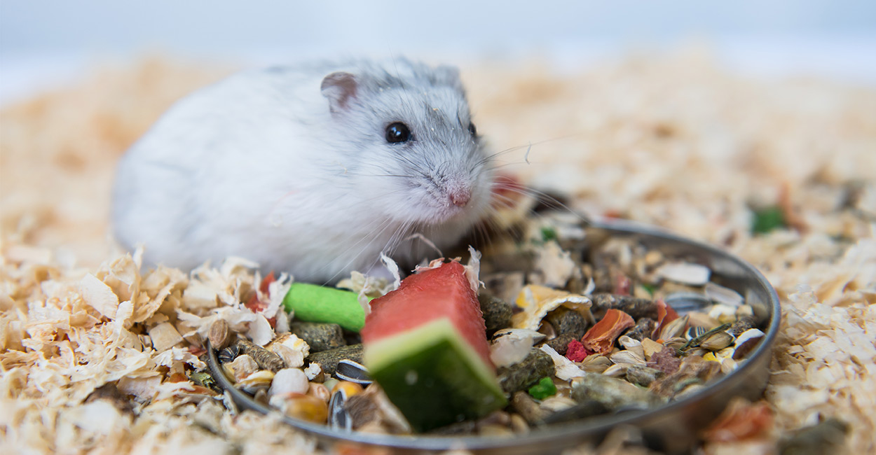 Can Hamsters Eat Watermelon - Is It Good Or Bad For Them?