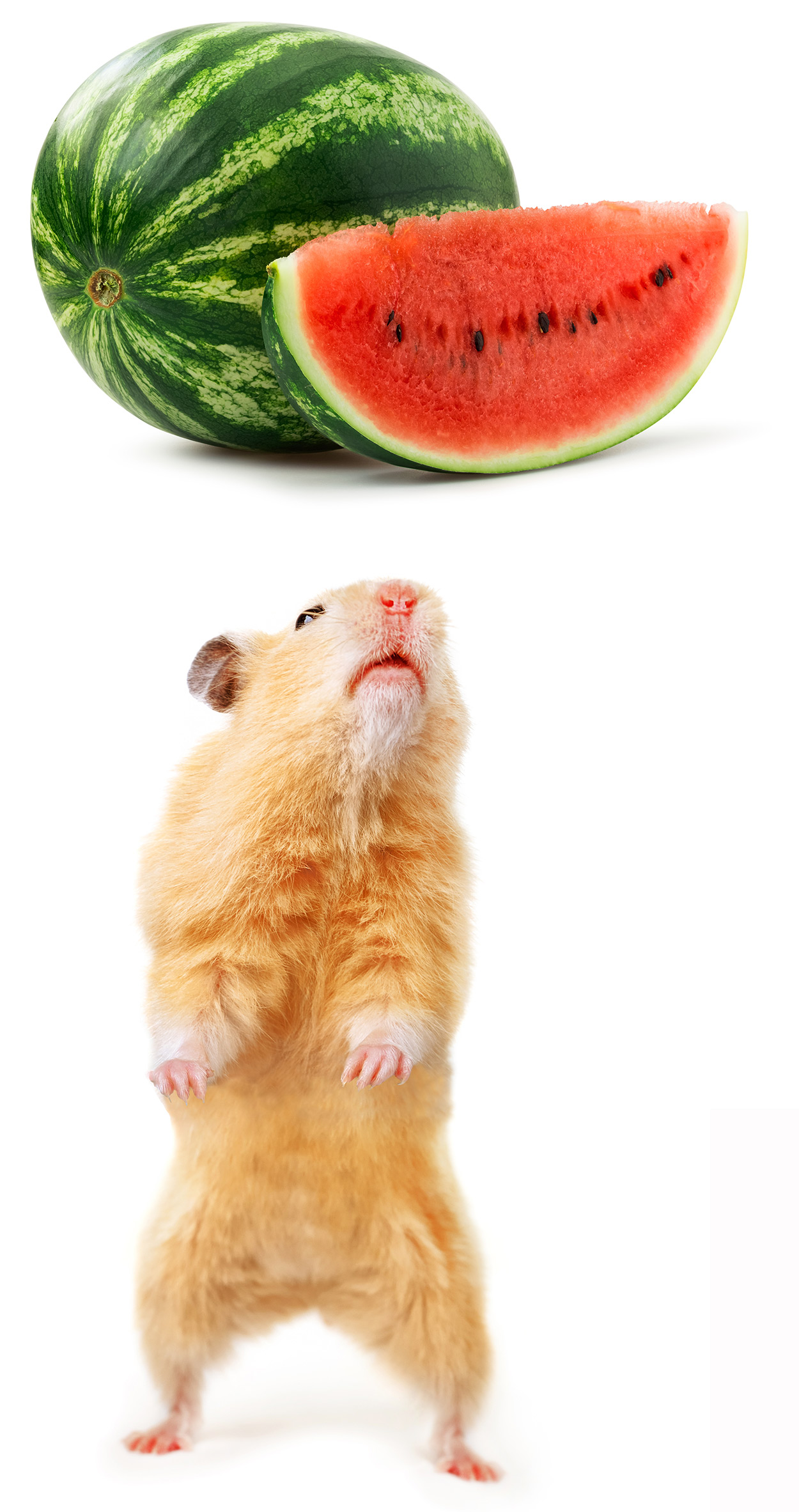 can hamsters eat watermelon