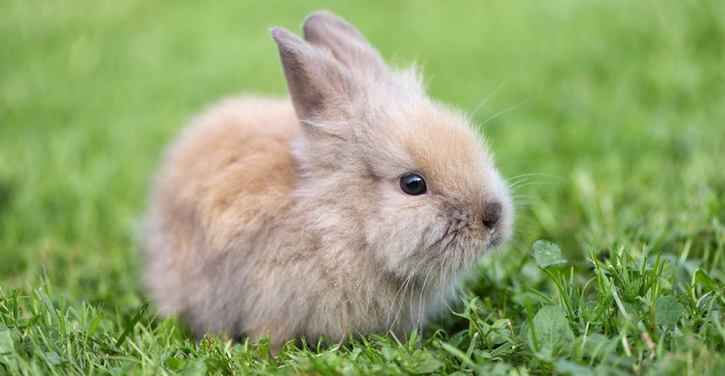 Can Rabbits Eat Asparagus Or Should It Go On The Veggie NoNo List?
