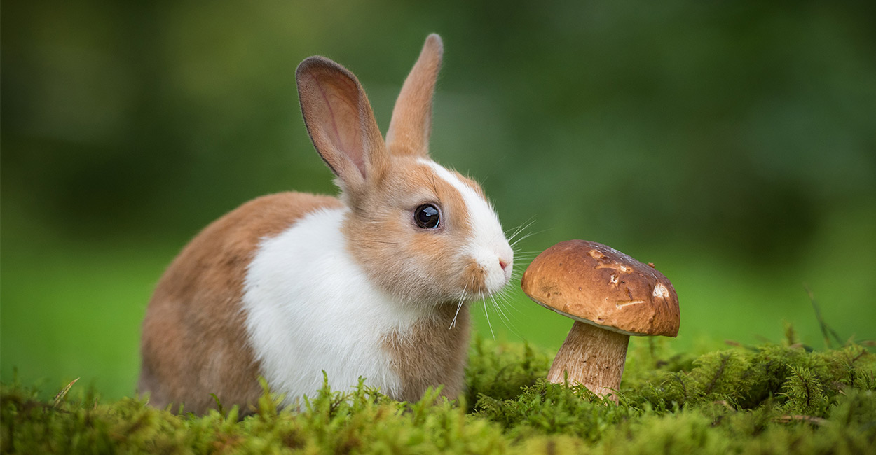 Can Rabbits Eat Mushrooms A Pet Owner S Food Guide