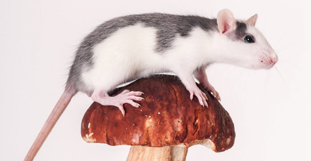 Can rats eat mushrooms or are they better left in the fridge?