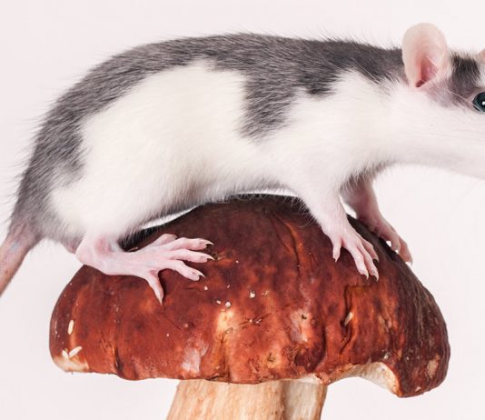 can rats eat mushrooms