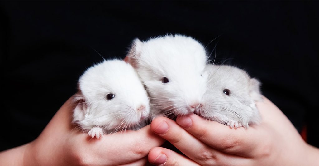 chinchilla colors what colors can chinchillas be, and how they're formed