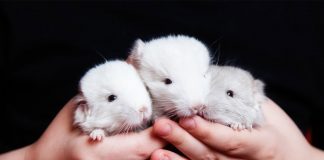 chinchilla colors