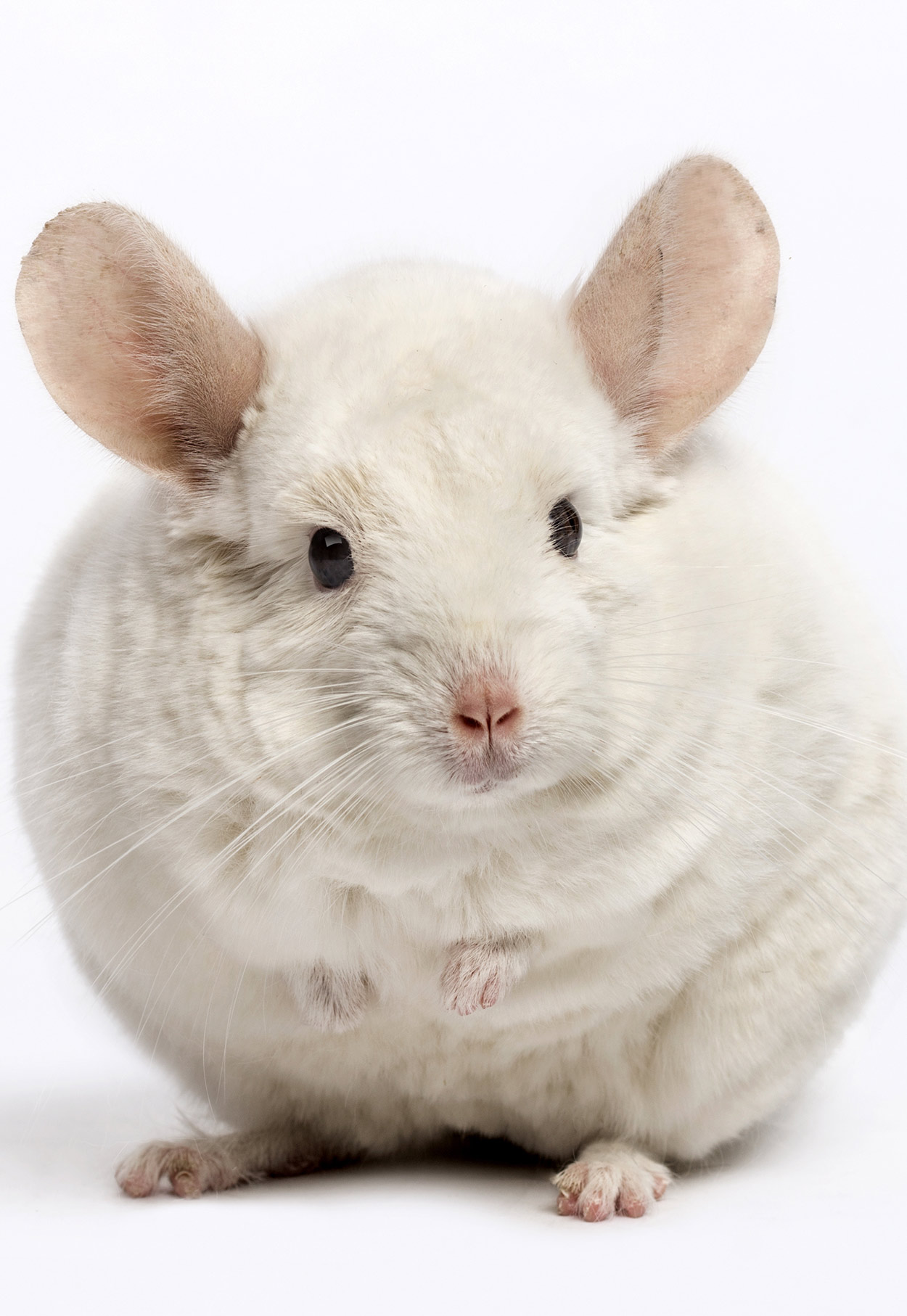 chinchilla white mosaic