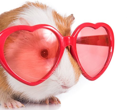 cool guinea pig names