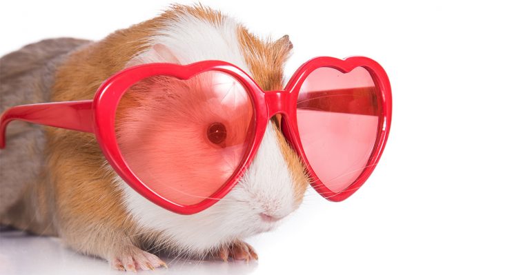 Cool Guinea Pig Names - Awesome Ideas For Naming Your Piggies