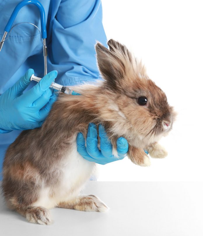 Do Rabbits Need Shots? A Vaccination Guide For Bunny Owners