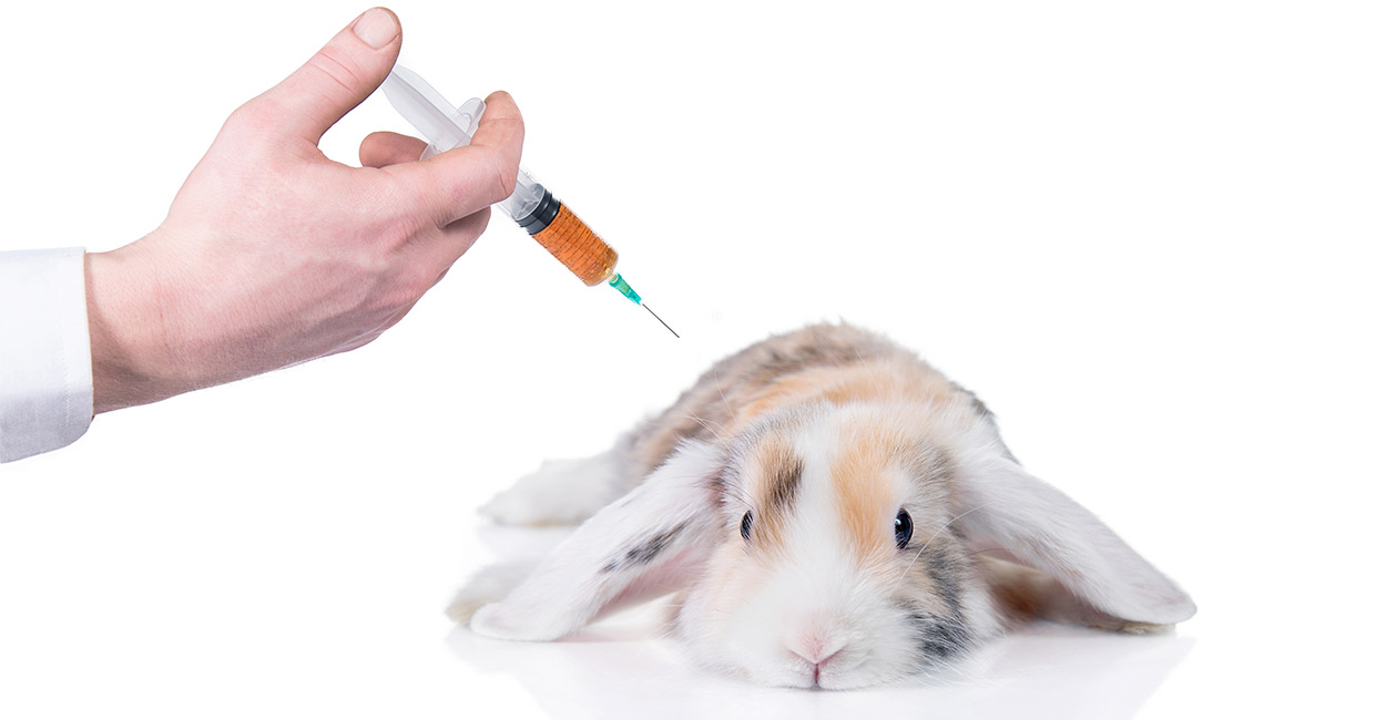 Do Pet Rabbits Need Any Shots Or Vaccinations 