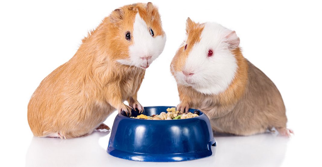 Choosing The Best Guinea Pig Food For Your Perfect Pets