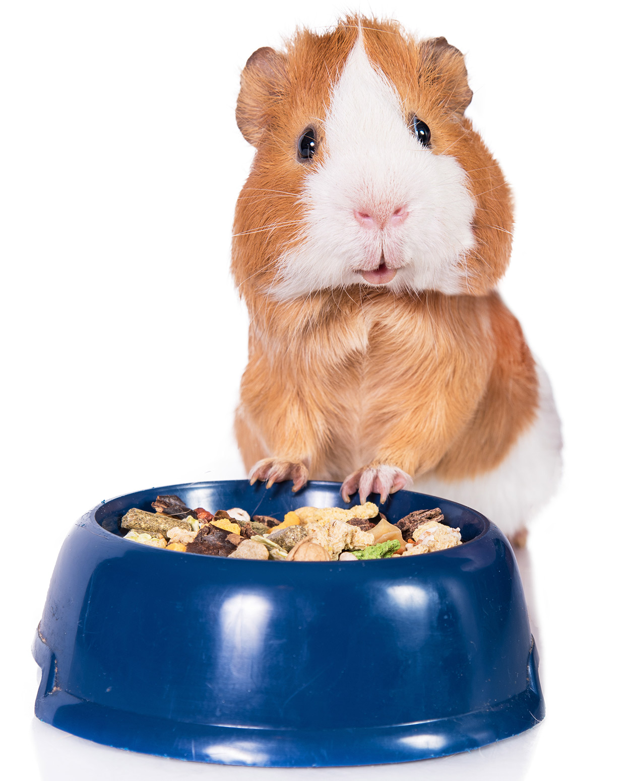 best guinea pig food