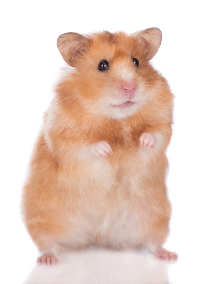 Hamster Mites - How To Spot Them And How To Treat Them