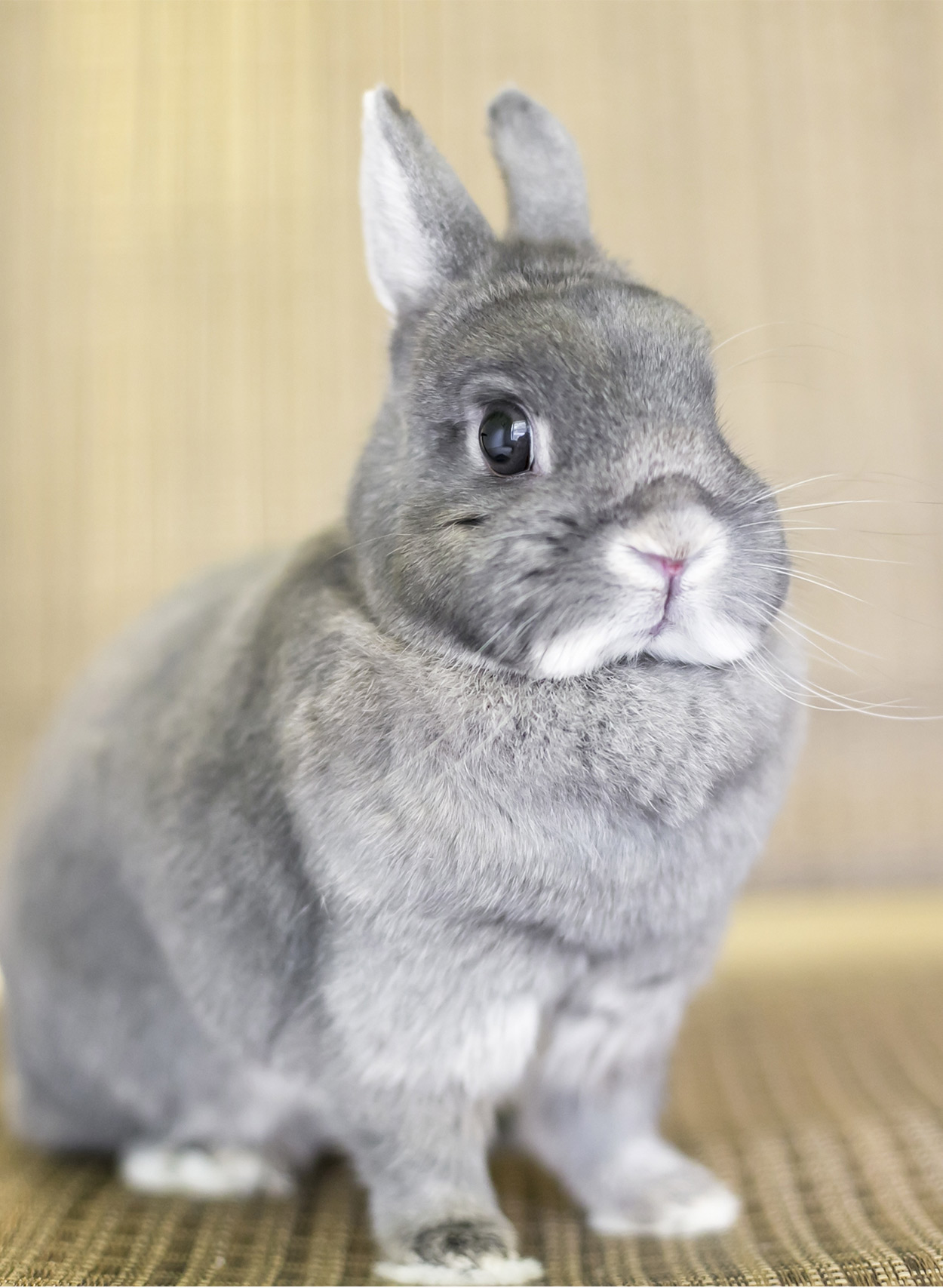 brown netherland dwarf rabbit