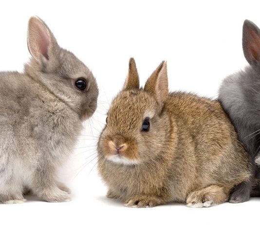 pet-rabbits-archives-squeaks-and-nibbles