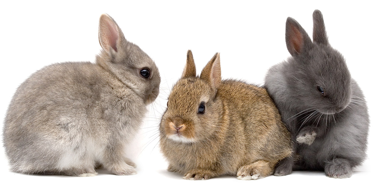 are netherland dwarf rabbits good pets